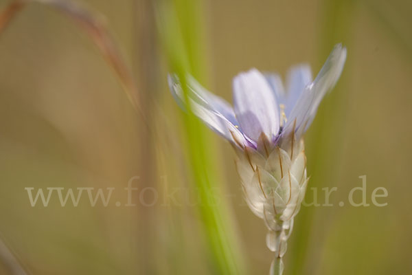 Blaue Rasselblume (Catananche caerulea)