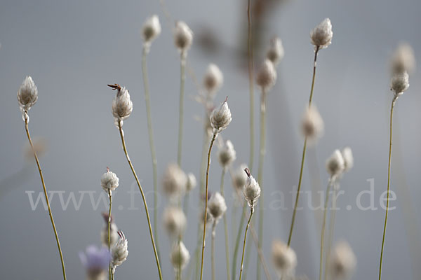 Blaue Rasselblume (Catananche caerulea)