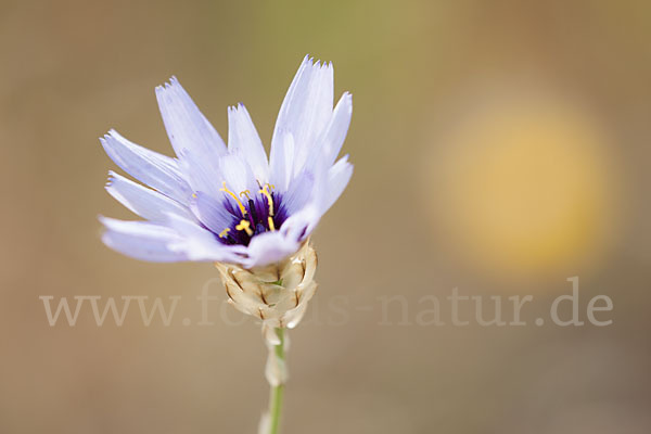 Blaue Rasselblume (Catananche caerulea)