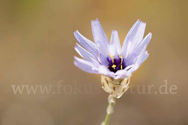 Blaue Rasselblume (Catananche caerulea)