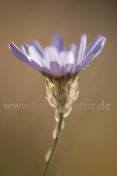 Blaue Rasselblume (Catananche caerulea)