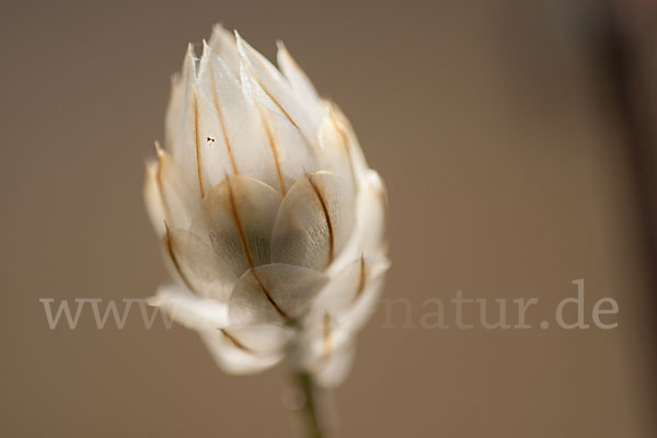 Blaue Rasselblume (Catananche caerulea)