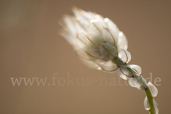 Blaue Rasselblume (Catananche caerulea)