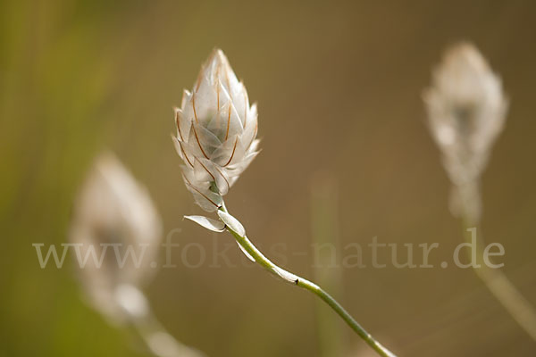 Blaue Rasselblume (Catananche caerulea)