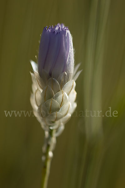 Blaue Rasselblume (Catananche caerulea)