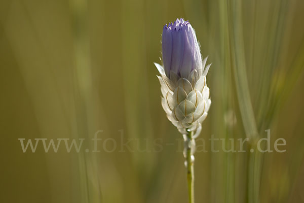 Blaue Rasselblume (Catananche caerulea)