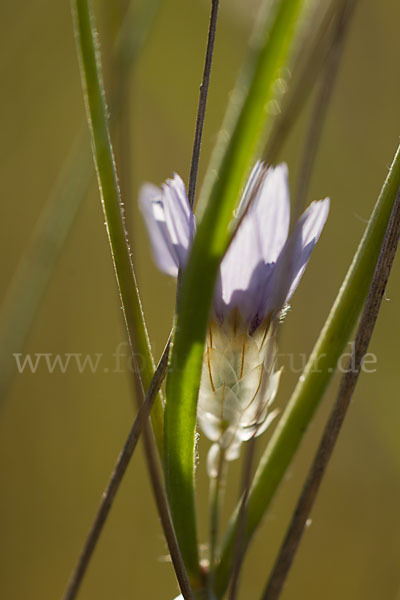 Blaue Rasselblume (Catananche caerulea)