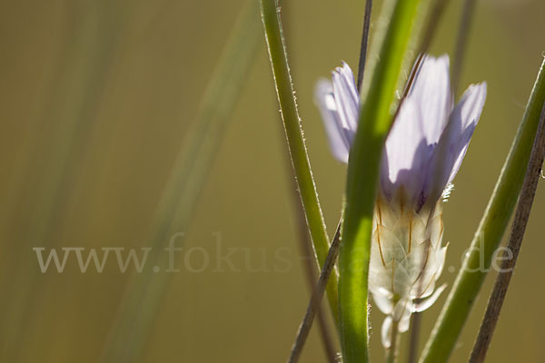 Blaue Rasselblume (Catananche caerulea)