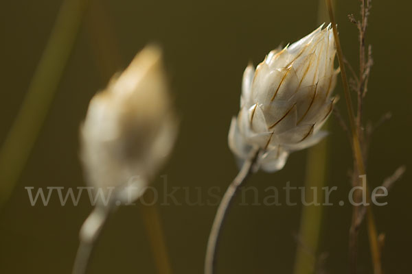 Blaue Rasselblume (Catananche caerulea)