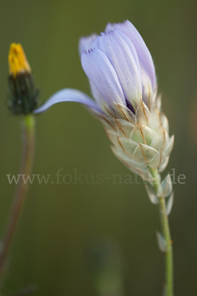 Blaue Rasselblume (Catananche caerulea)