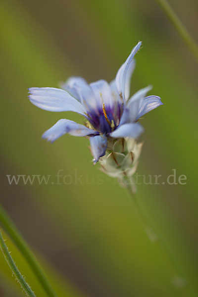 Blaue Rasselblume (Catananche caerulea)