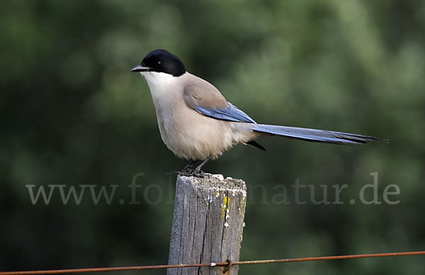 Blauelster (Cyanopica cyanus)