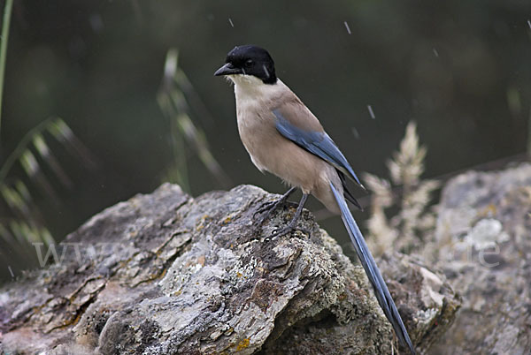 Blauelster (Cyanopica cyanus)