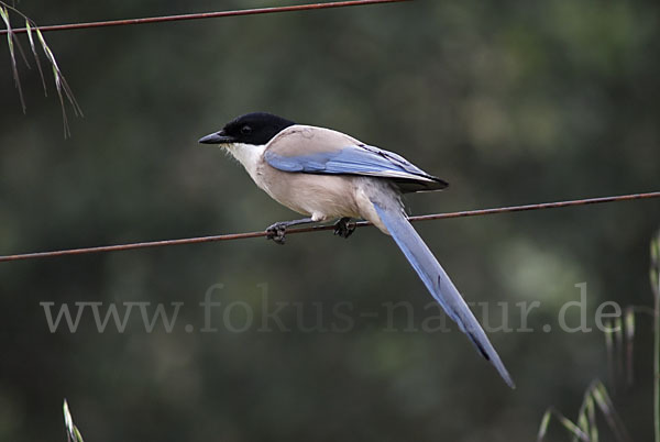 Blauelster (Cyanopica cyanus)