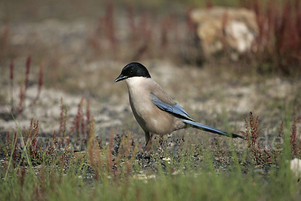 Blauelster (Cyanopica cyanus)