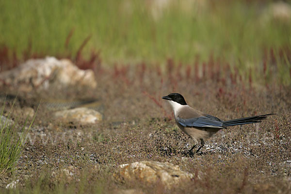 Blauelster (Cyanopica cyanus)