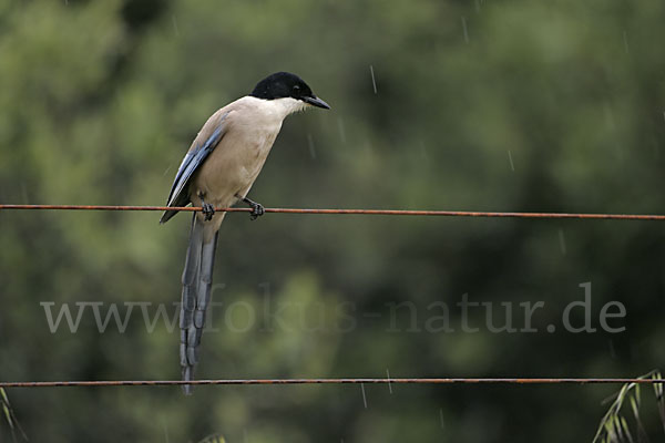 Blauelster (Cyanopica cyanus)