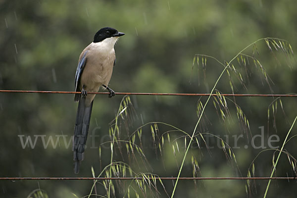 Blauelster (Cyanopica cyanus)