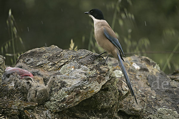 Blauelster (Cyanopica cyanus)