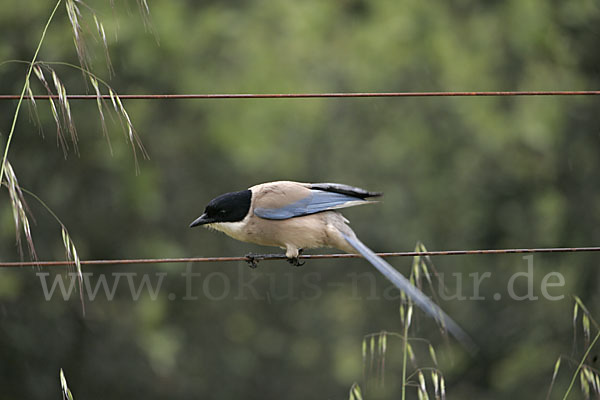 Blauelster (Cyanopica cyanus)