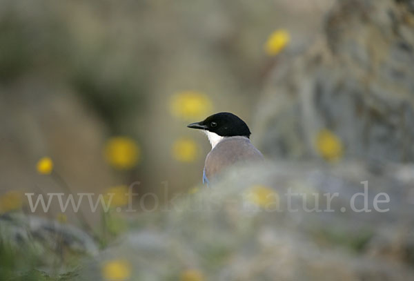 Blauelster (Cyanopica cyanus)