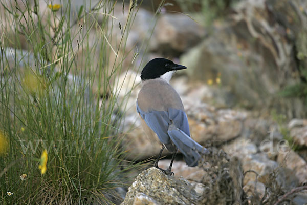 Blauelster (Cyanopica cyanus)