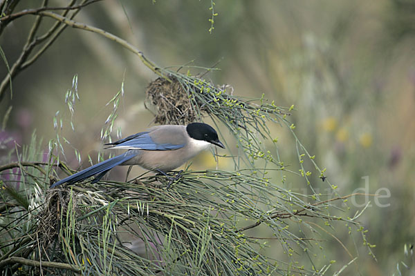 Blauelster (Cyanopica cyanus)