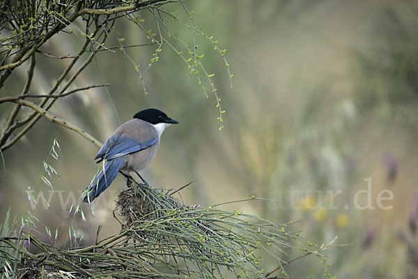 Blauelster (Cyanopica cyanus)