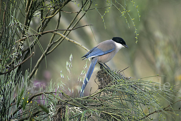 Blauelster (Cyanopica cyanus)