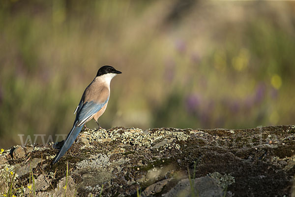 Blauelster (Cyanopica cyanus)