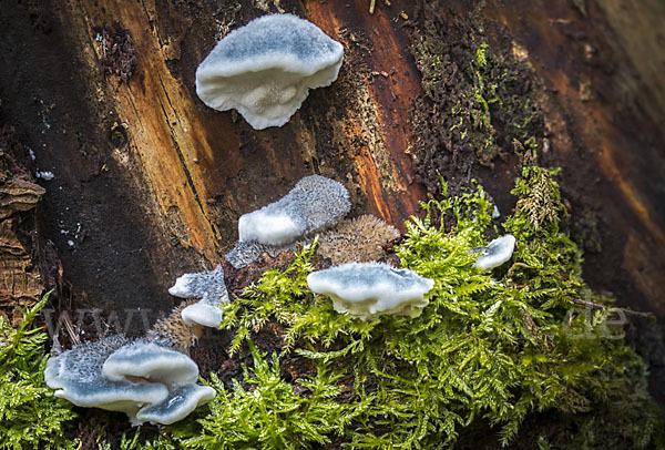 Blauender Saftporling (Postia caesia)