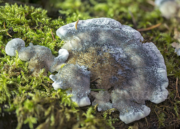 Blauender Saftporling (Postia caesia)