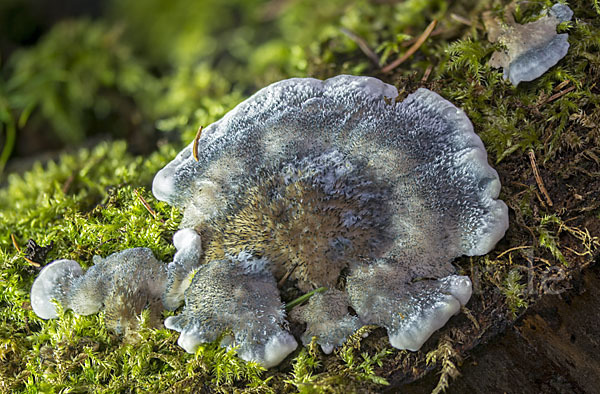 Blauender Saftporling (Postia caesia)