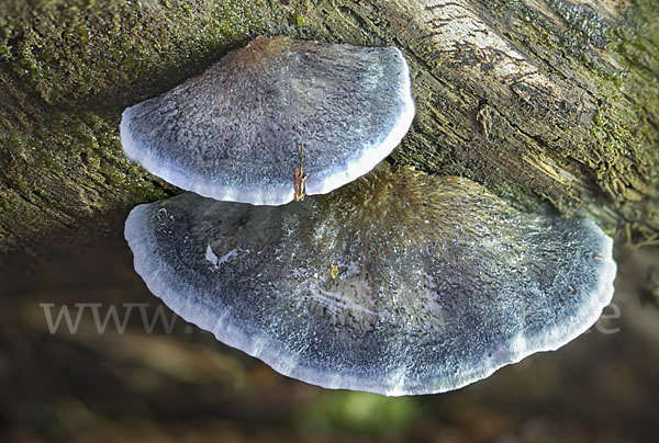 Blauender Saftporling (Postia caesia)