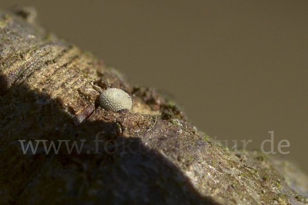 Blauer Eichen-Zipfelfalter (Favonius quercus)