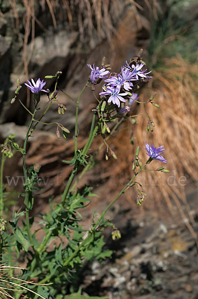 Blauer Lattich (Lactuca perennis)