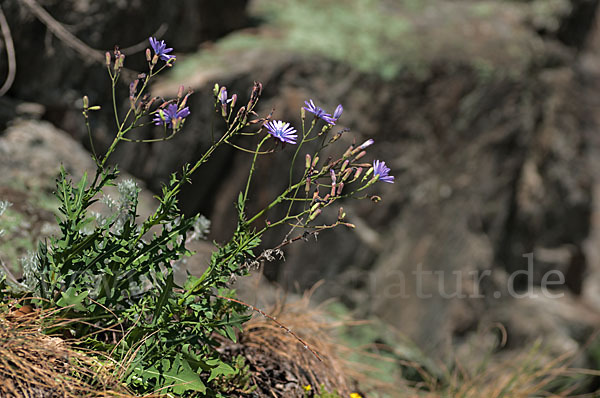 Blauer Lattich (Lactuca perennis)