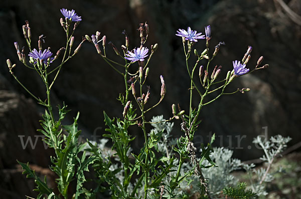 Blauer Lattich (Lactuca perennis)