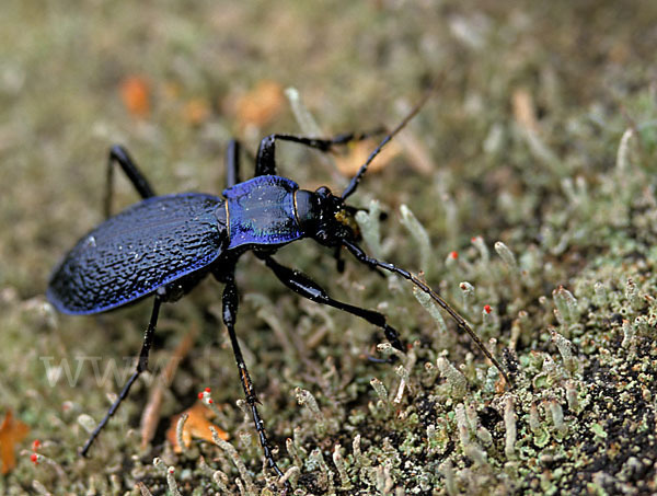 Blauer Laufkäfer (Carabus intricatus)