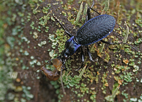 Blauer Laufkäfer (Carabus intricatus)