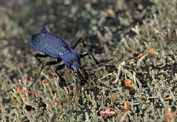 Blauer Laufkäfer (Carabus intricatus)