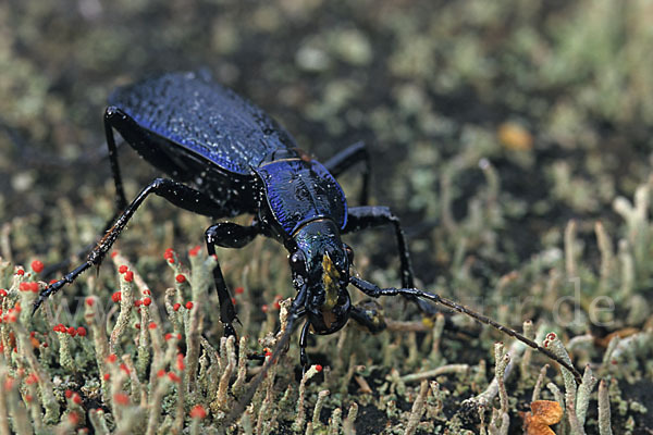 Blauer Laufkäfer (Carabus intricatus)