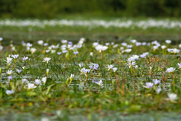 Blauer Lotus (Nymphaea caerulea)