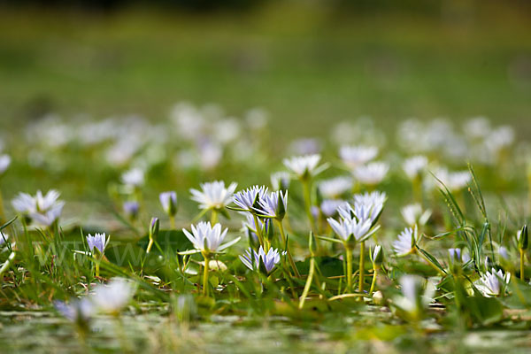 Blauer Lotus (Nymphaea caerulea)