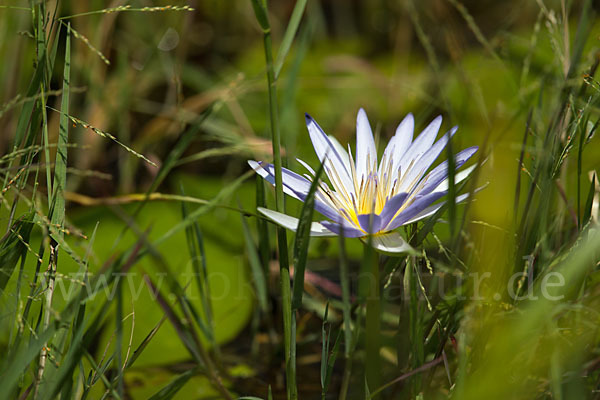 Blauer Lotus (Nymphaea caerulea)