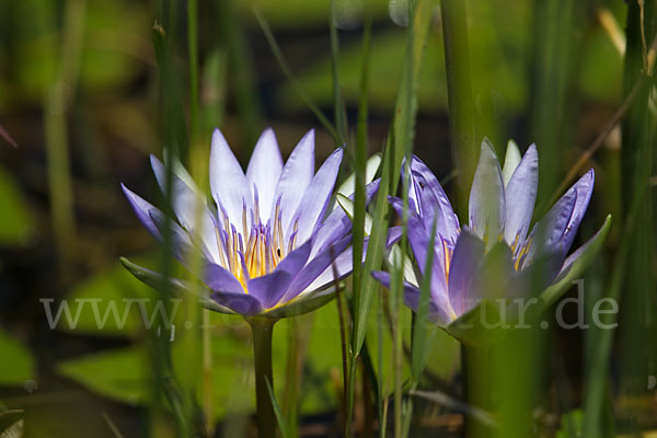 Blauer Lotus (Nymphaea caerulea)