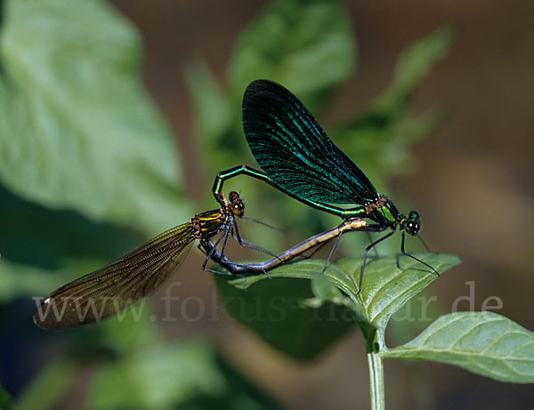 Blauflügel - Prachtlibelle (Calopteryx virgo)