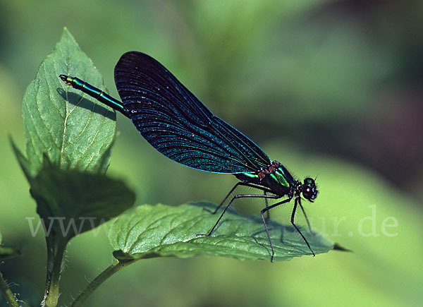 Blauflügel - Prachtlibelle (Calopteryx virgo)