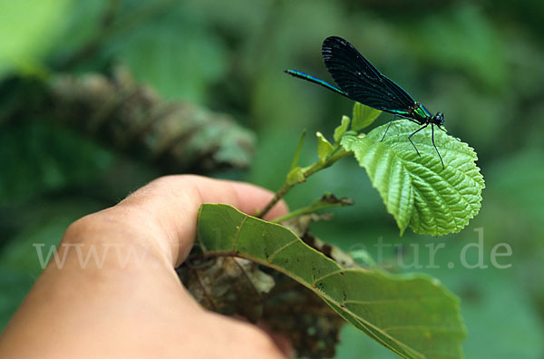 Blauflügel - Prachtlibelle (Calopteryx virgo)