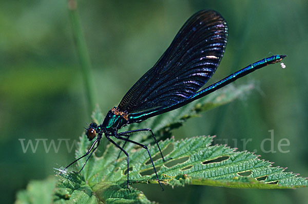 Blauflügel - Prachtlibelle (Calopteryx virgo)